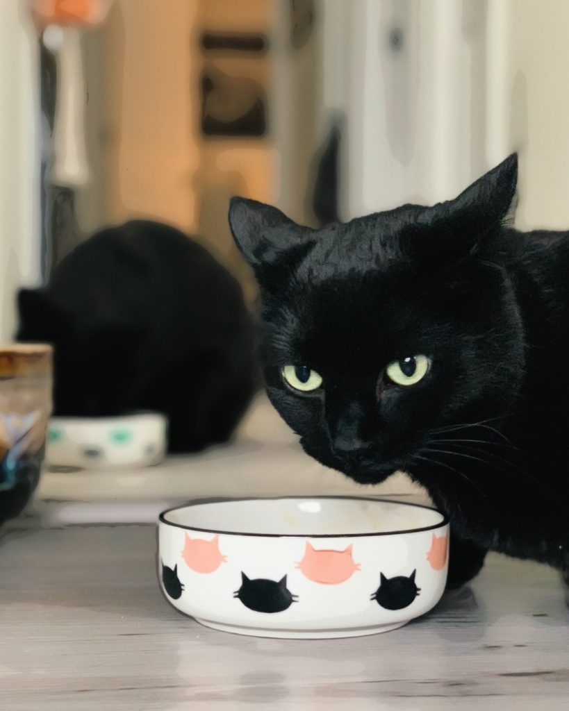 Roo in her natural habitat (22/12/20) 