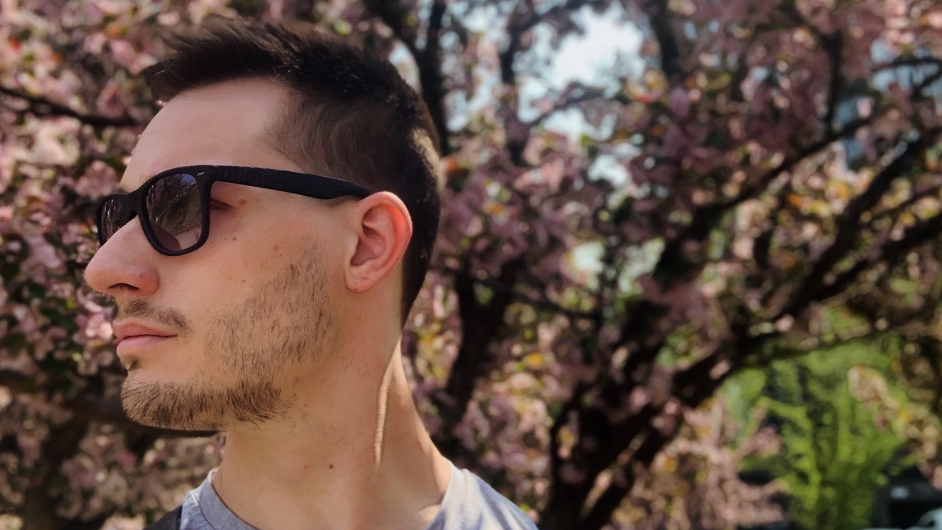 Scootydub staring off in front of a blooming cherry blossom tree